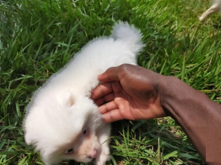 1-3 Month Female Purebred Japanese Spitz