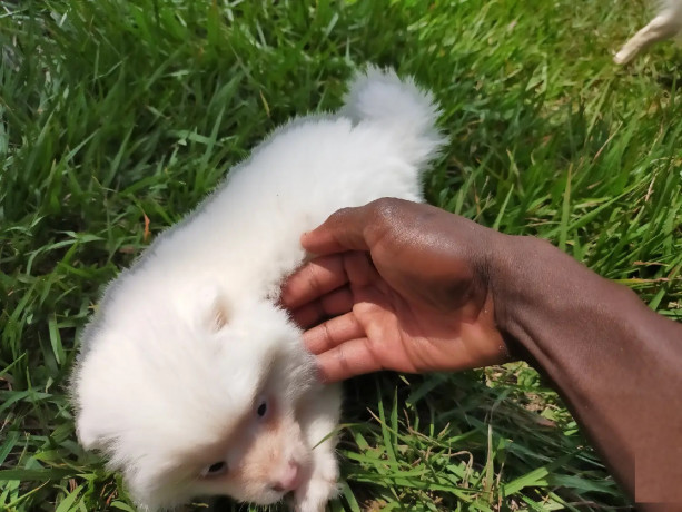 1-3-month-female-purebred-japanese-spitz-big-0