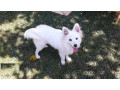 adult-male-purebred-japanese-spitz-small-1