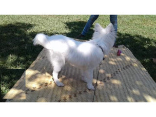 Adult Male Purebred Japanese Spitz