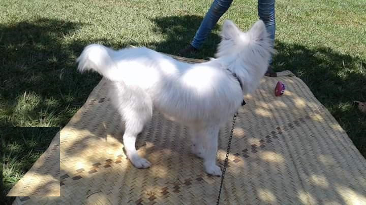 adult-male-purebred-japanese-spitz-big-0