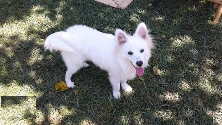 adult-male-purebred-japanese-spitz-big-1