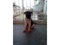 1-3-month-male-purebred-german-shepherd-small-0