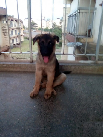 1-3-month-male-purebred-german-shepherd-big-0