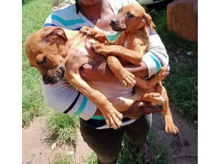 3-6 month Female Mixed Breed Boerboel