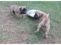 1-3-month-male-purebred-boerboel-small-1