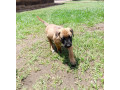 1-3-month-male-purebred-boerboel-small-0