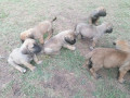 1-3-month-male-purebred-boerboel-small-2