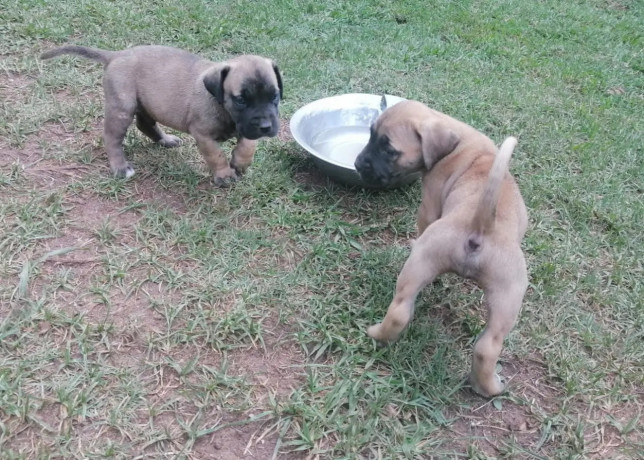 1-3-month-male-purebred-boerboel-big-1