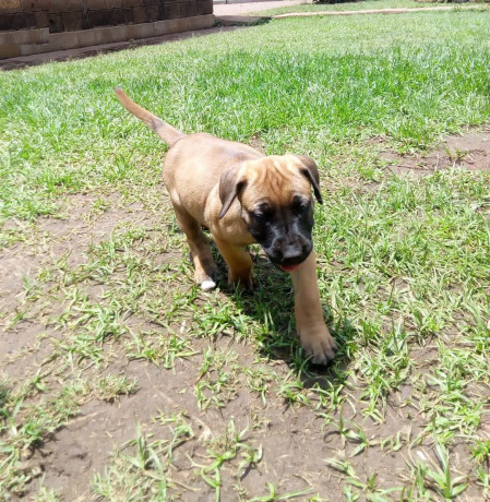 1-3-month-male-purebred-boerboel-big-0