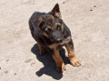 1-3-month-male-purebred-german-shepherd-small-0