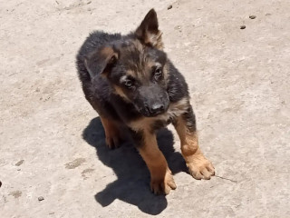 1-3 Month Male Purebred German Shepherd