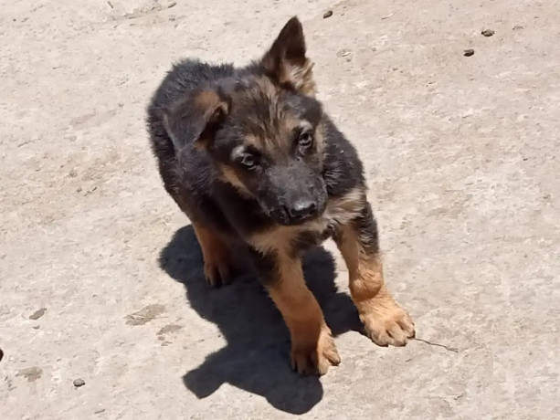 1-3-month-male-purebred-german-shepherd-big-0