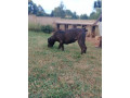 1-year-female-purebred-boerboel-small-0