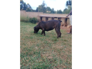 1+ Year Female Purebred Boerboel