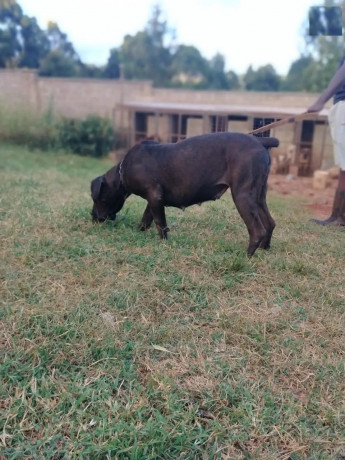 1-year-female-purebred-boerboel-big-0